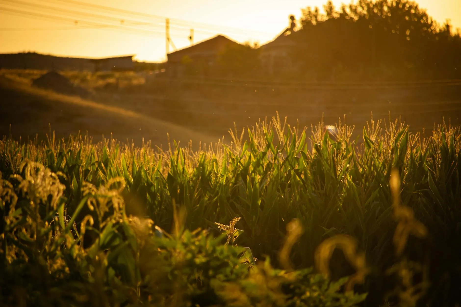 Polderland in warm licht